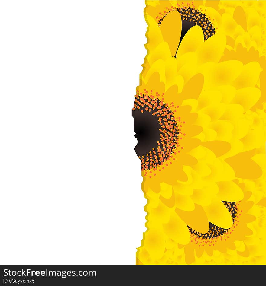 Sunflower Background, Yellow Gerbers, Vector Illustration. Sunflower Background, Yellow Gerbers, Vector Illustration