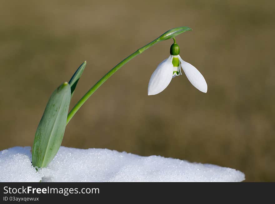 Snowdrop pushing snow before the spring is coming