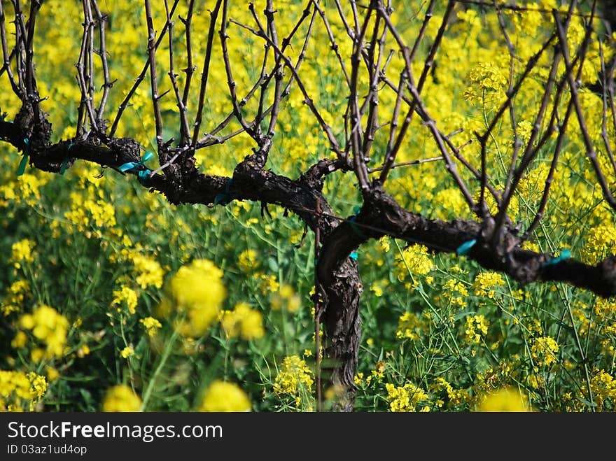 Close up of grapevine and yellow mustard field