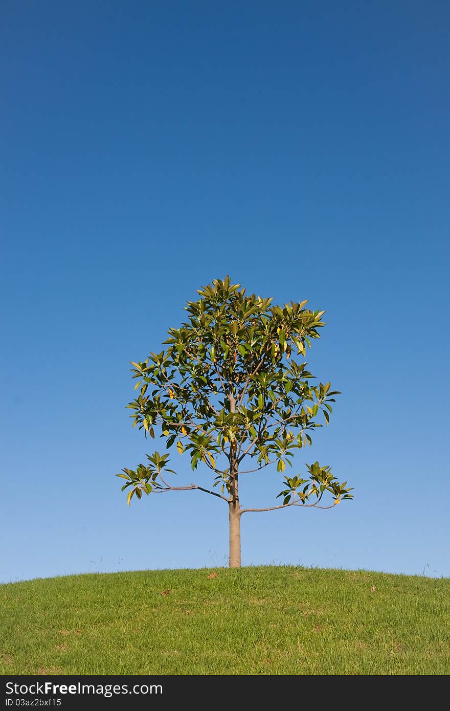 One young tree on a green hill, against a blue sky.