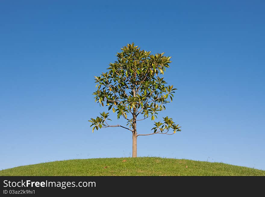 One young tree on a green hill, against a blue sky.