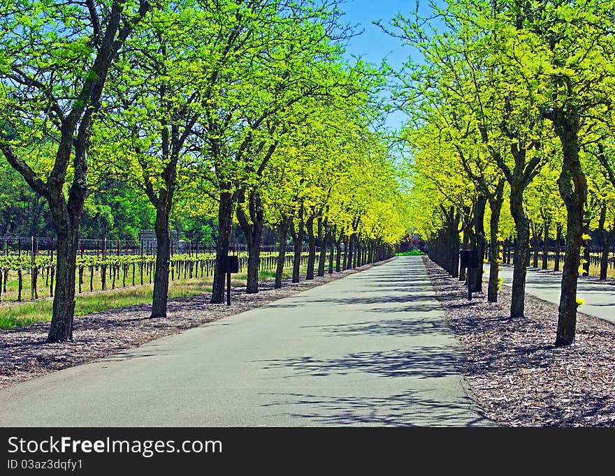 Tree lined road