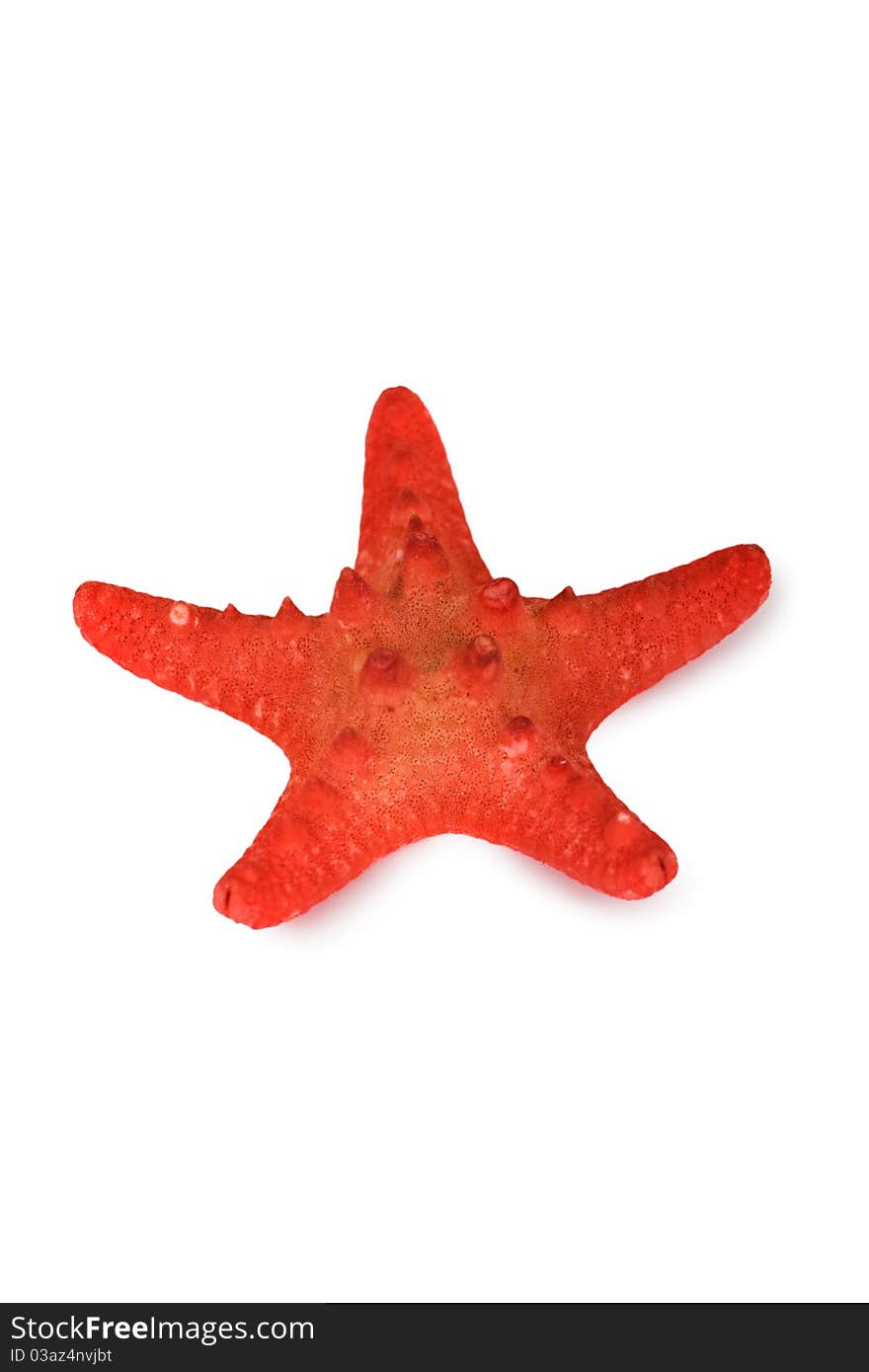 Beautiful red starfish isolated on white background