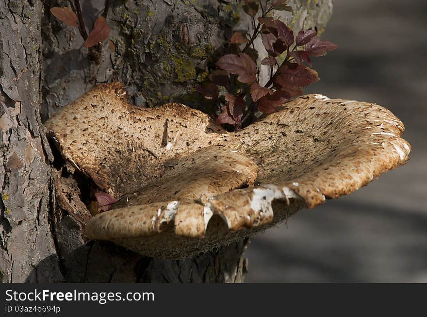 Shot of brown and white fungus attached to the bark of a tree on an autumn day. Shot of brown and white fungus attached to the bark of a tree on an autumn day.