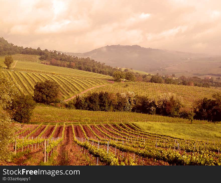 Vineyard in Umbria, Italy, Europe. Vineyard in Umbria, Italy, Europe