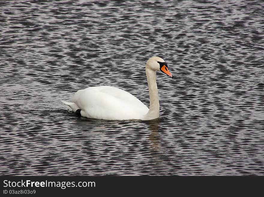 White swan floating down the river. White swan floating down the river