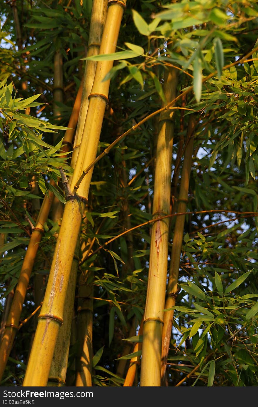 Bamboo forest background. Zen concept.