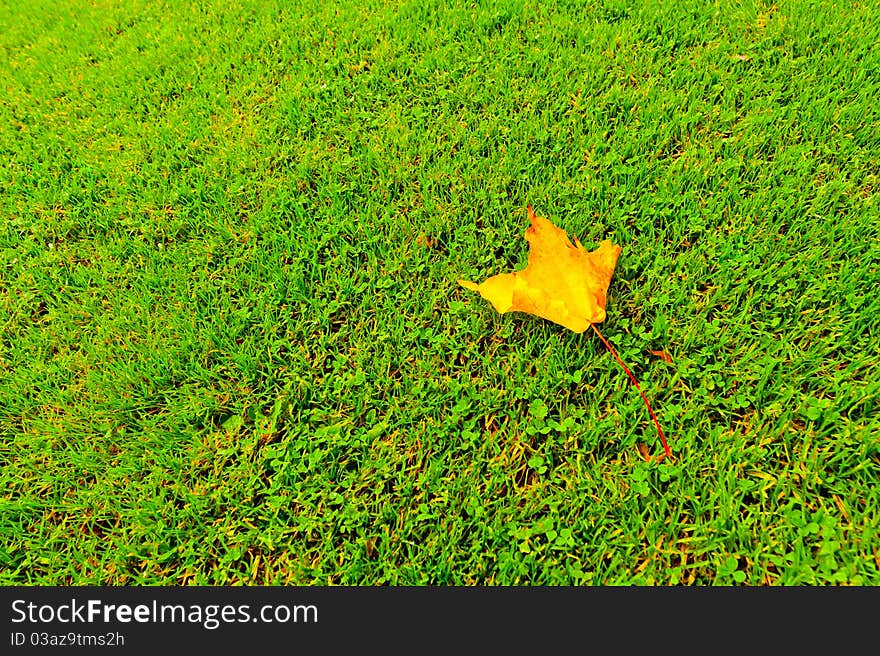 Single Leaf On Grass In Autumn Colours