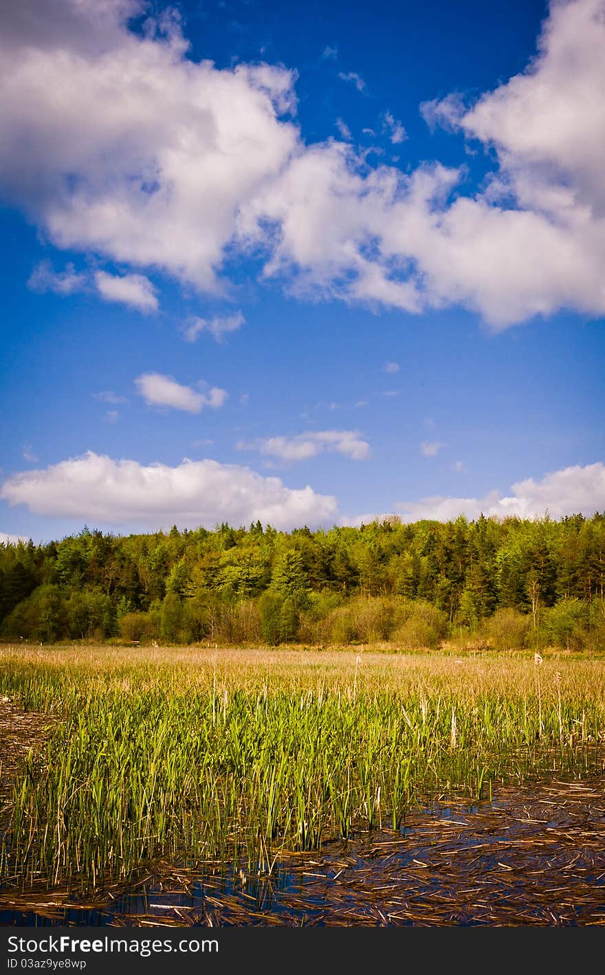 Trees and water grass by lake under blue cloudy sky on sunny day, Ireland. Trees and water grass by lake under blue cloudy sky on sunny day, Ireland