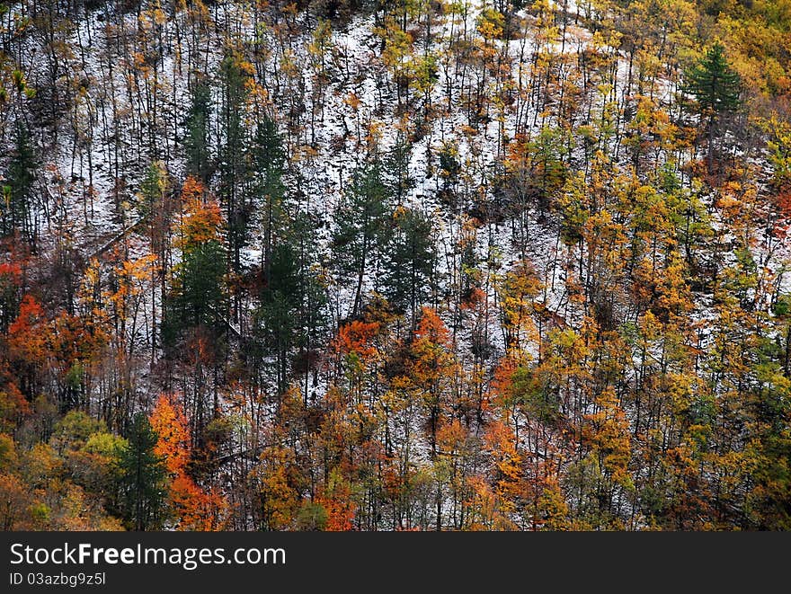 A colorful mountain slope during autumn season. A colorful mountain slope during autumn season