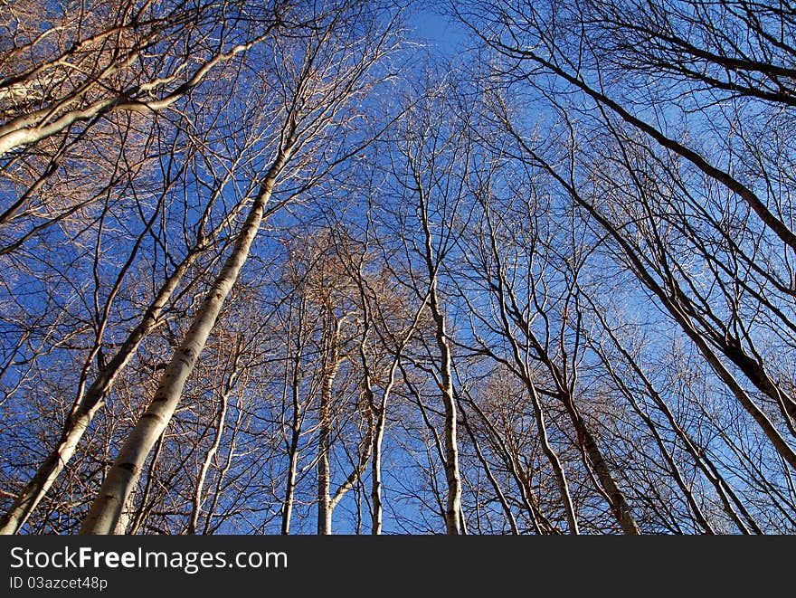 A tuft of oak trees during winter. A tuft of oak trees during winter