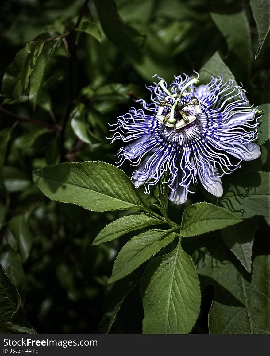 Passion flower