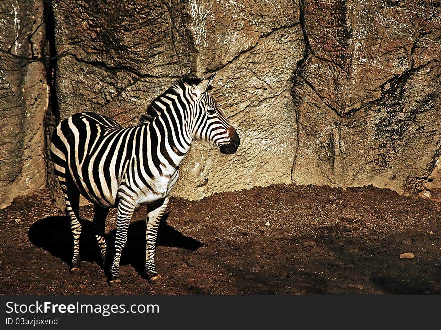 Zebra waiting..