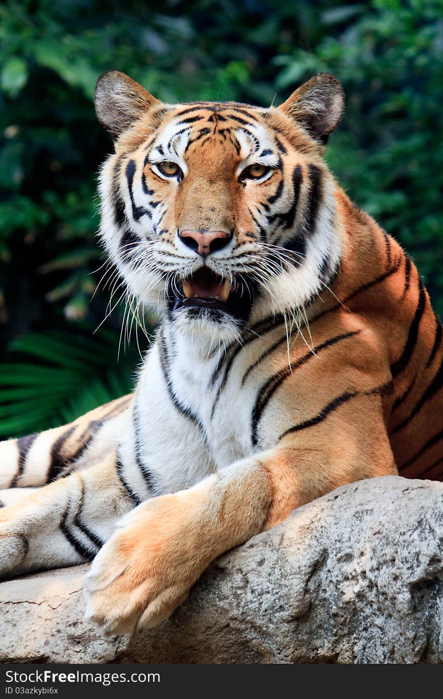 Bengal tiger starring at the camera