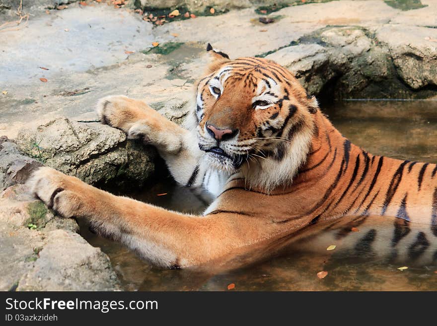 Bengal tiger take a bath in zoo look cute. Bengal tiger take a bath in zoo look cute