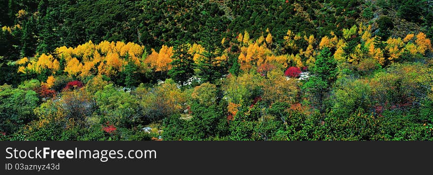 Forest in Autumn