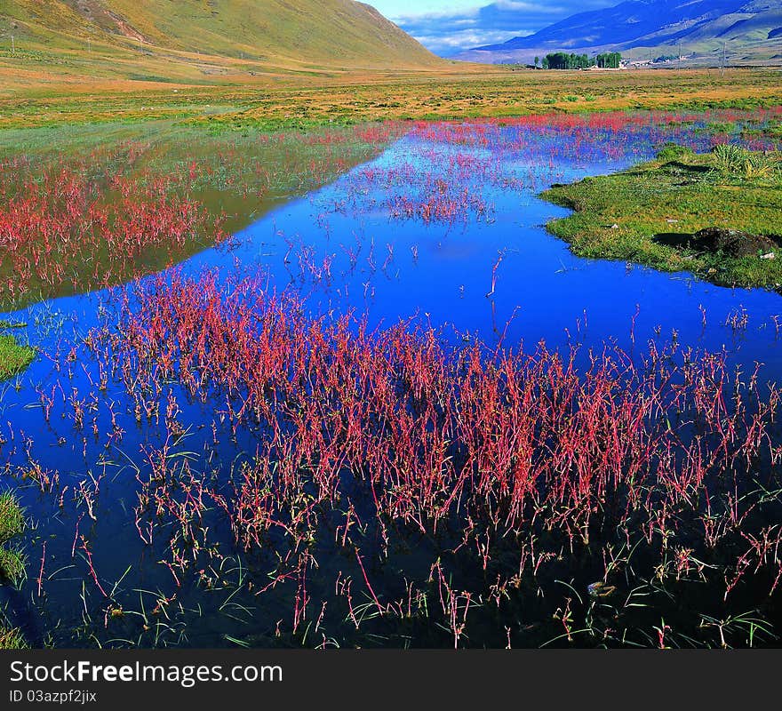 Red grass in lake,view in DaoCheng,SiChuan,China