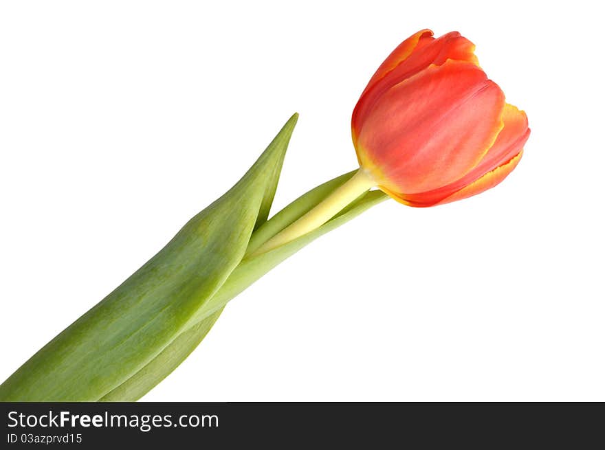 Red tulip on a white background