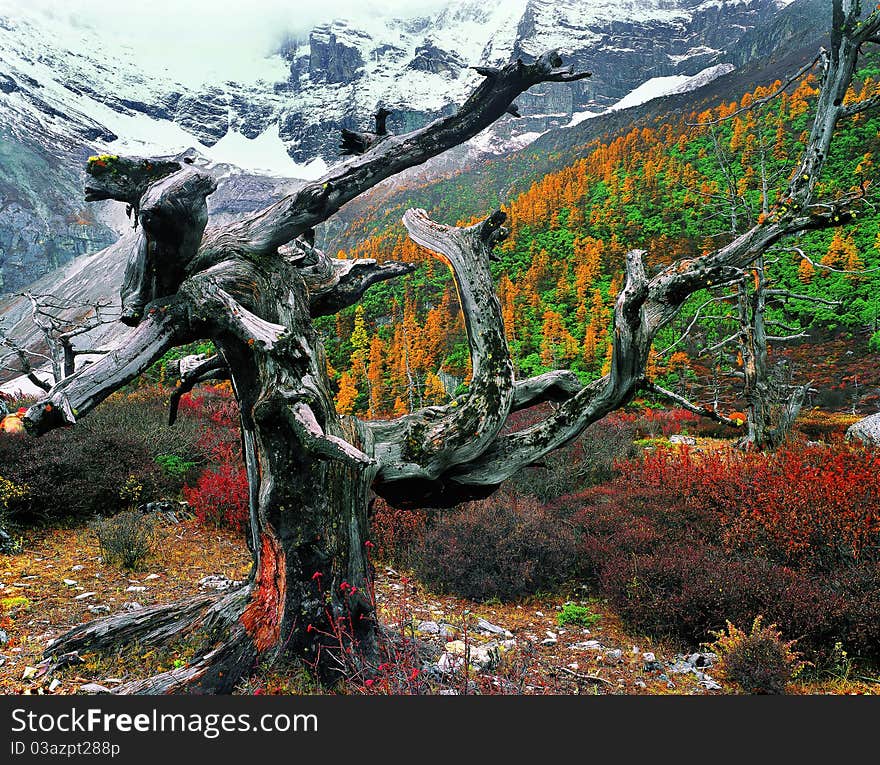 Old tree on the mountain, view in tibet