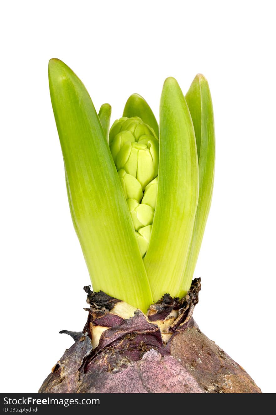 Young hyacinth on a white background. Young hyacinth on a white background