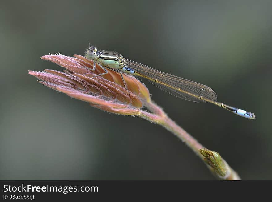 Little Dragonfly