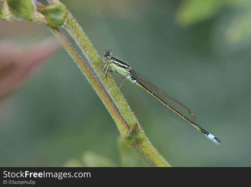 Little Dragonfly