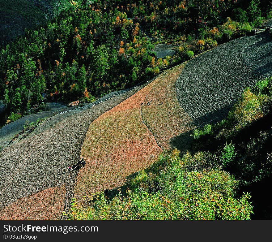 The farmland view in Tibet