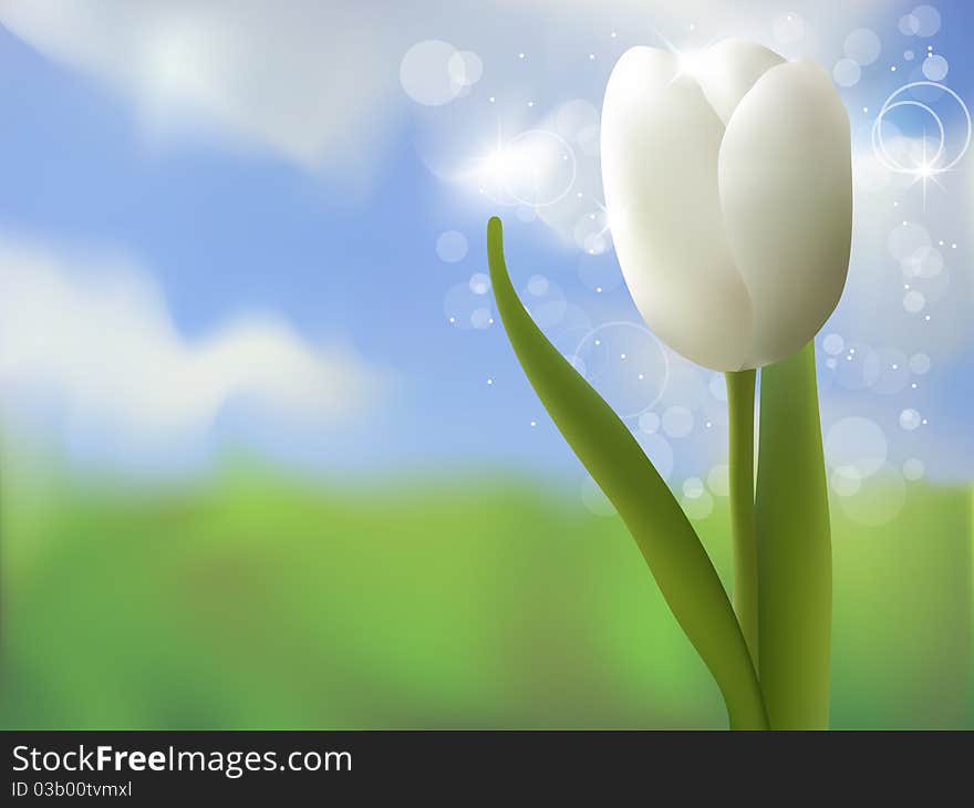 Vector spring picture with white tulip