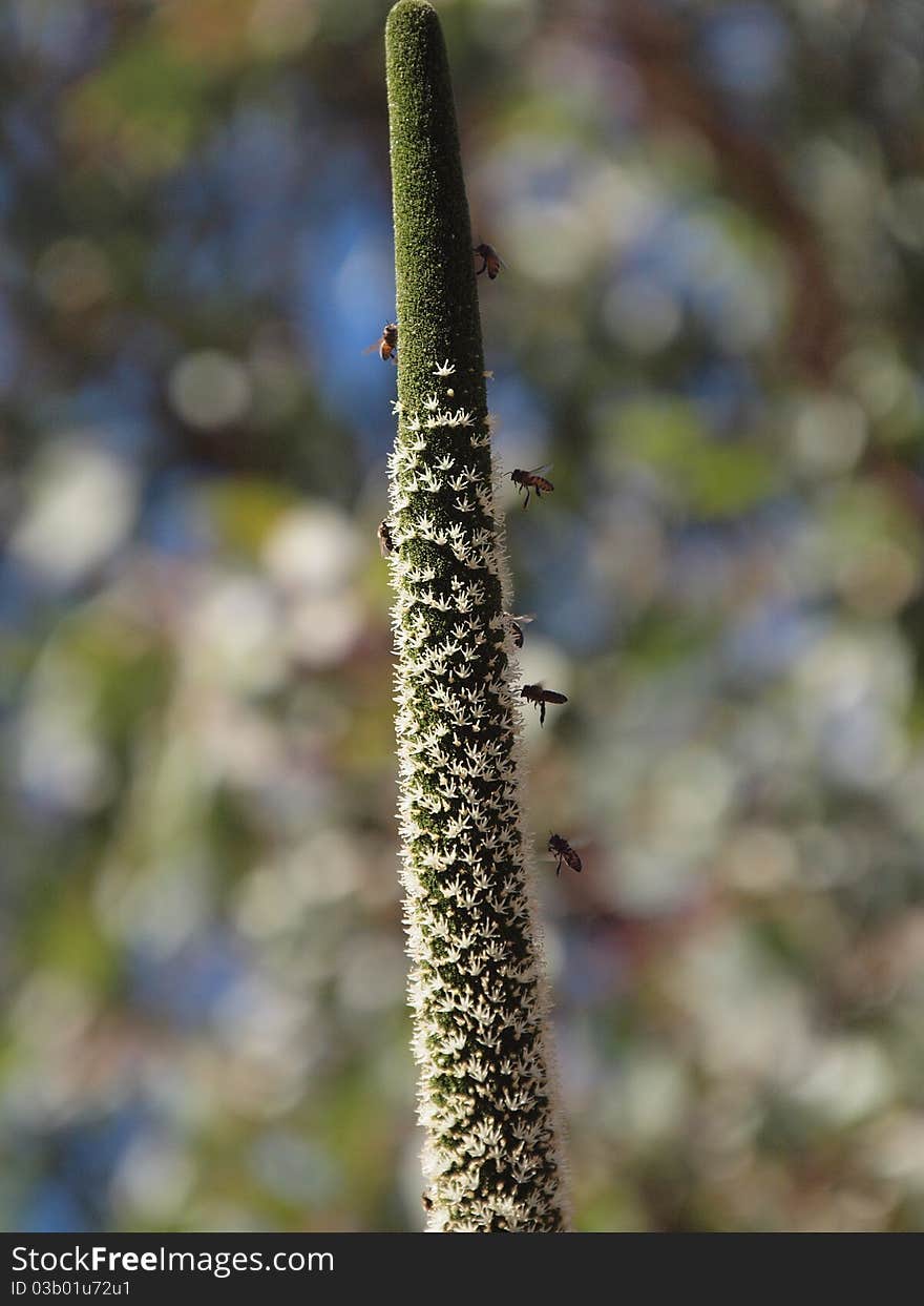 Busy bees flying around an Australian native plant. South Australia, Australia.