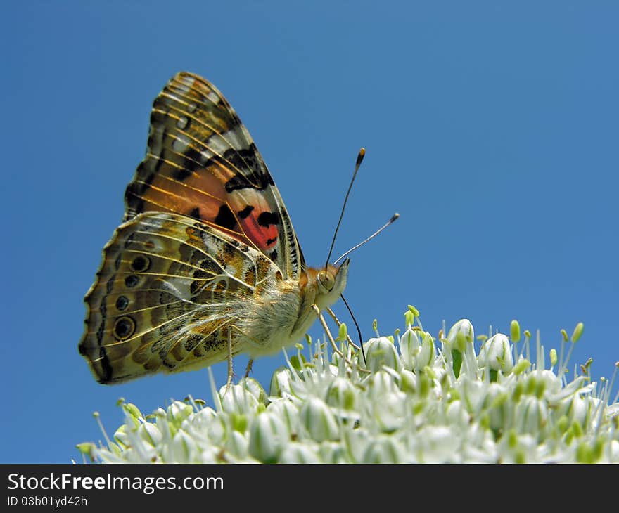 Butterfly on the  flowering onion