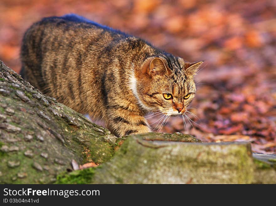 Domestic cat catching a mouse in a beautiful light. Domestic cat catching a mouse in a beautiful light