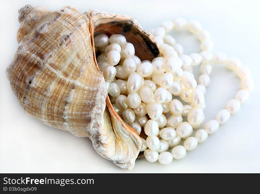 Concha seashell with pearl necklace