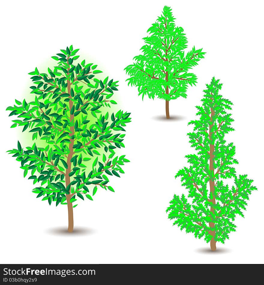 Illustration of a tree on a white background.