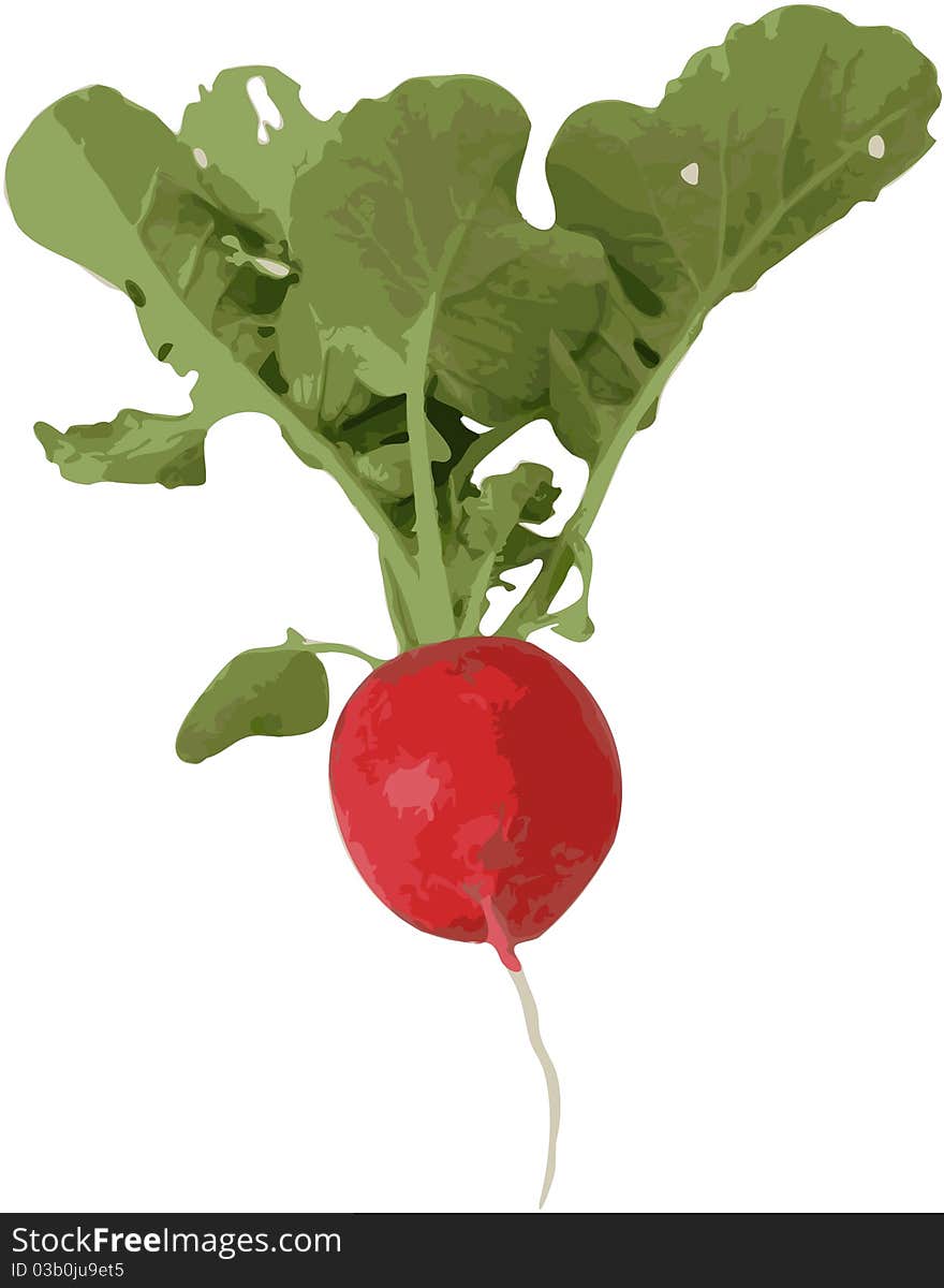 Radish with leaf and root - image on white isolated background. Radish with leaf and root - image on white isolated background