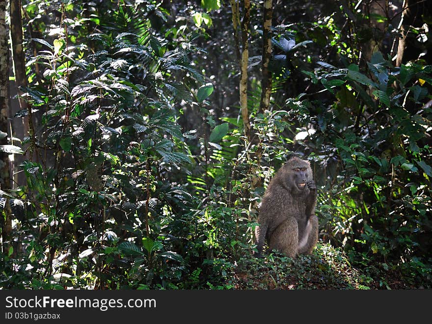 Baboon Monkey In A Rain Forest