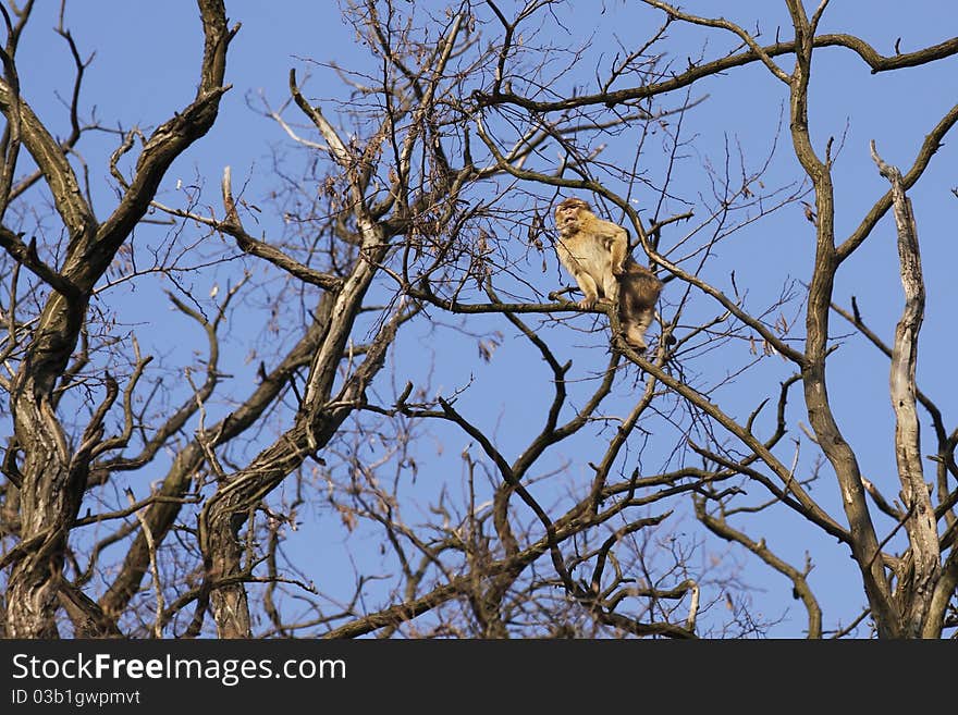 The barbary macaque climbing on the tree.