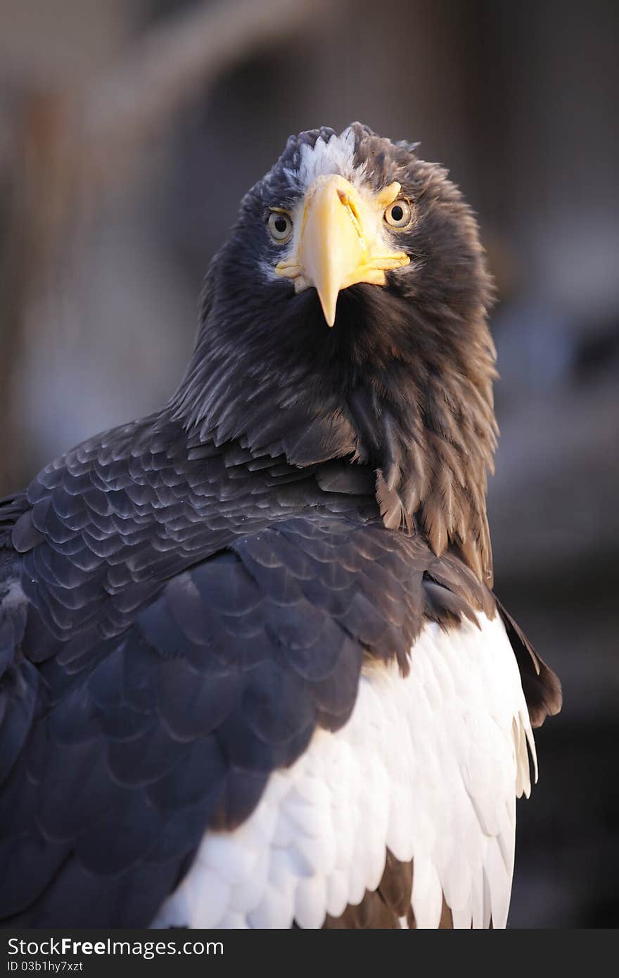 Steller s sea eagle