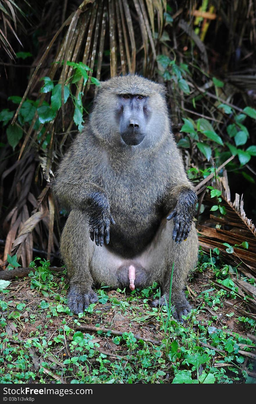 A mail baboon monkey staring at the camera