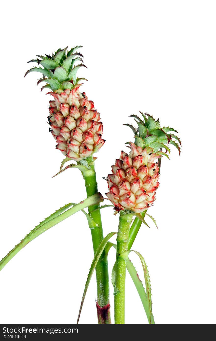 Pineapple flower