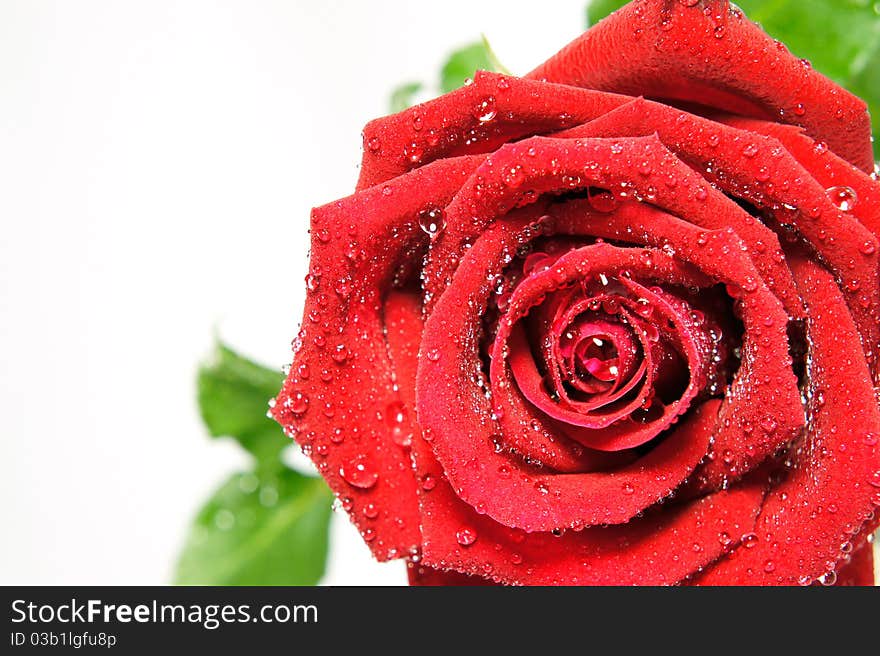 Red rose isolated on white background