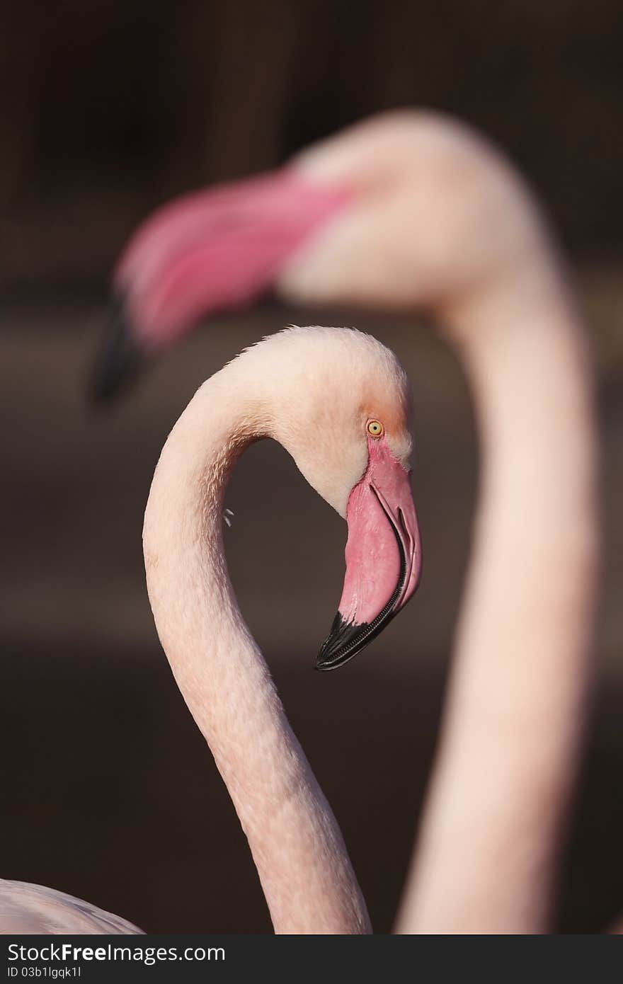 Flamingo