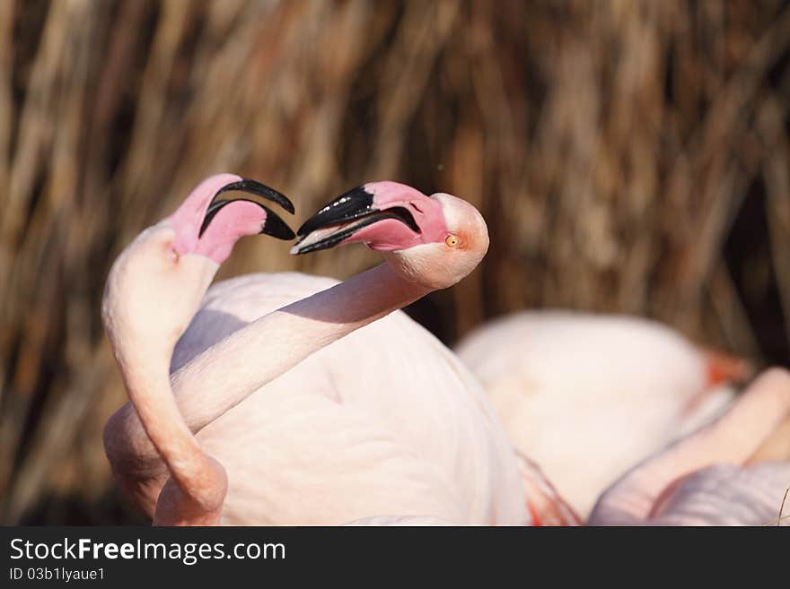 Playful flamingos