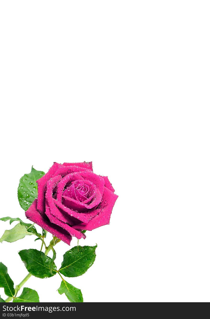 Red rose isolated on white background. Red rose isolated on white background