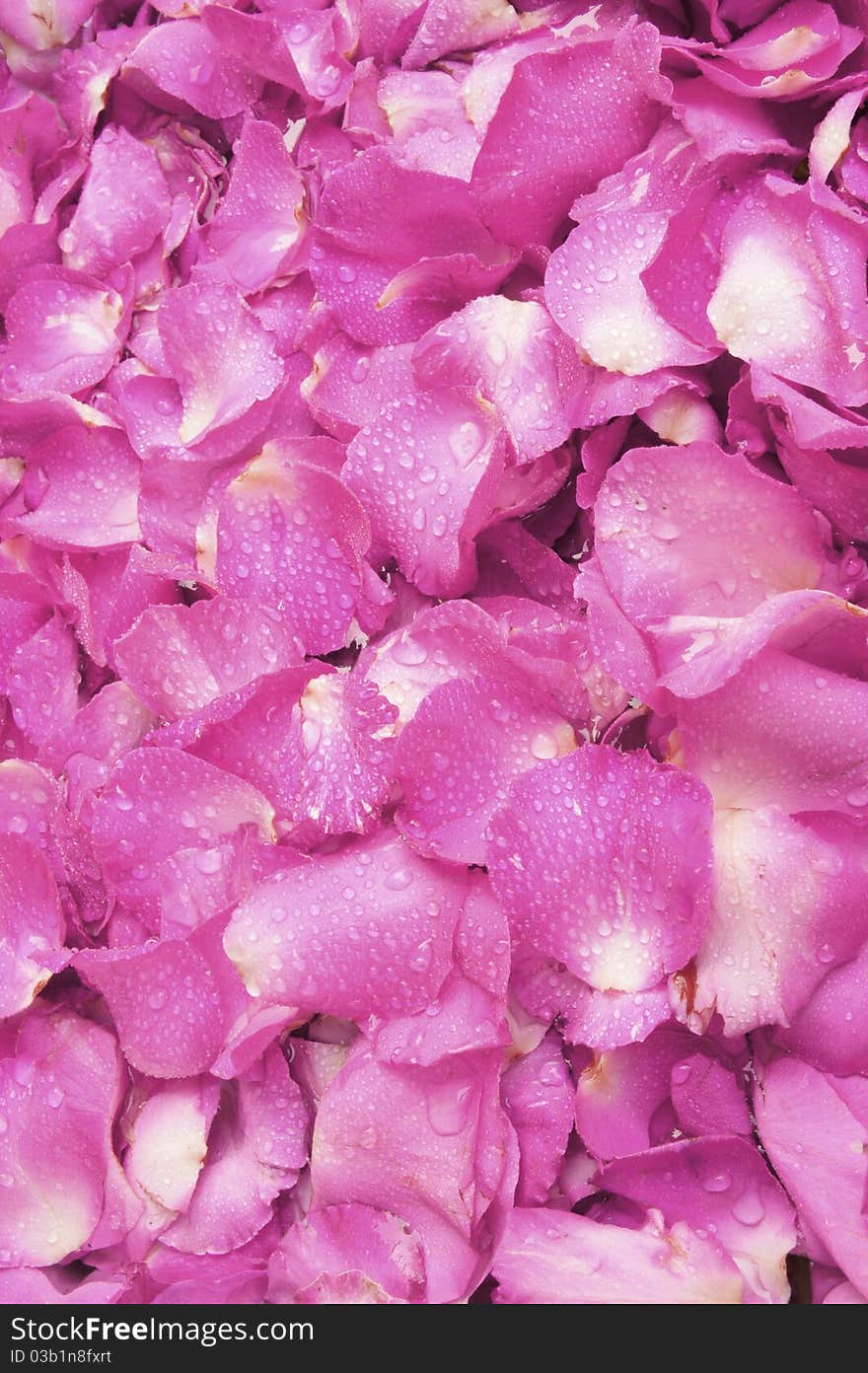 A. Pink rose petal background