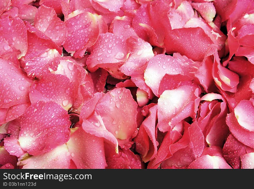 Pink and red rose petal background