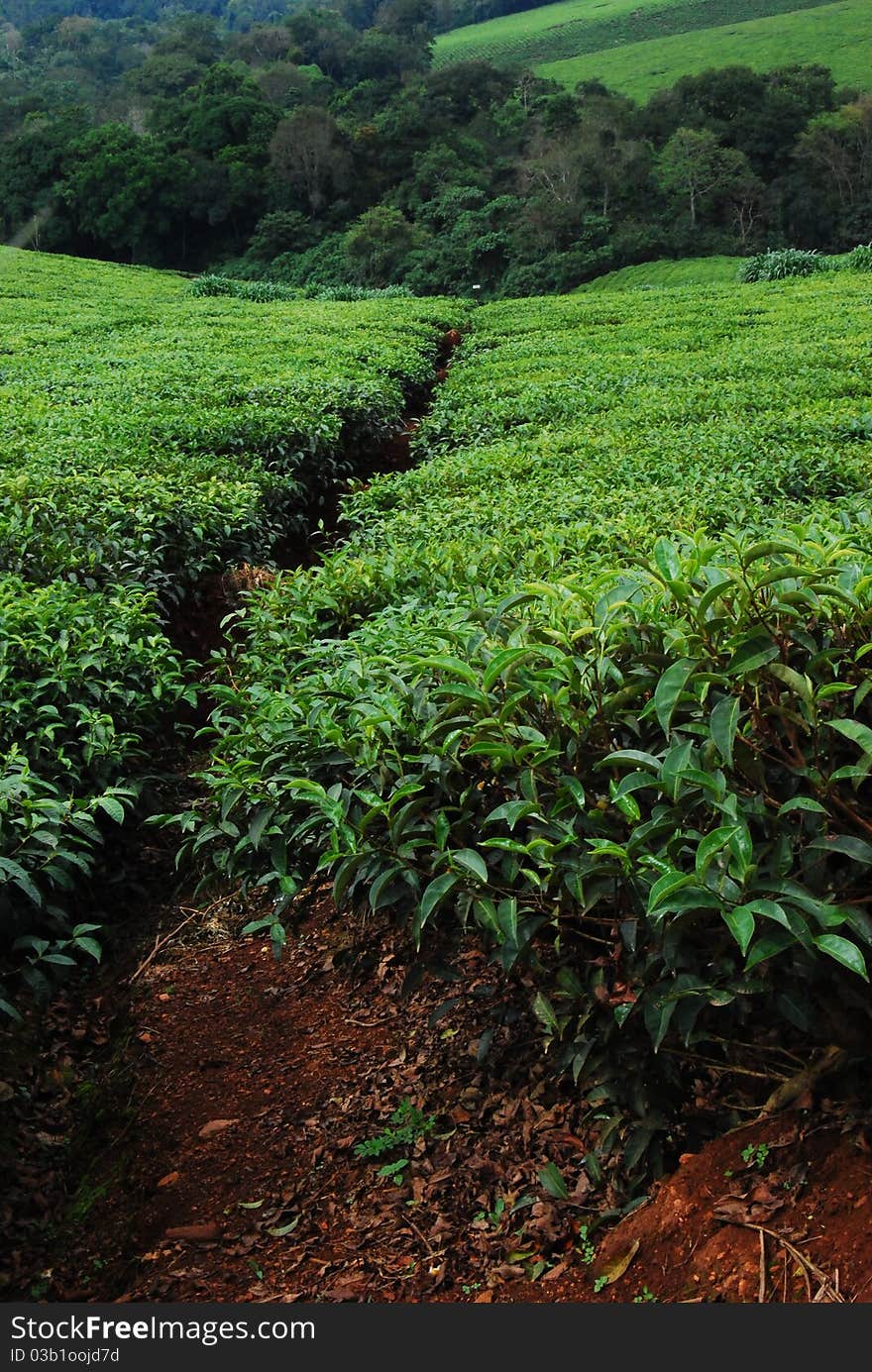 Tea plantation