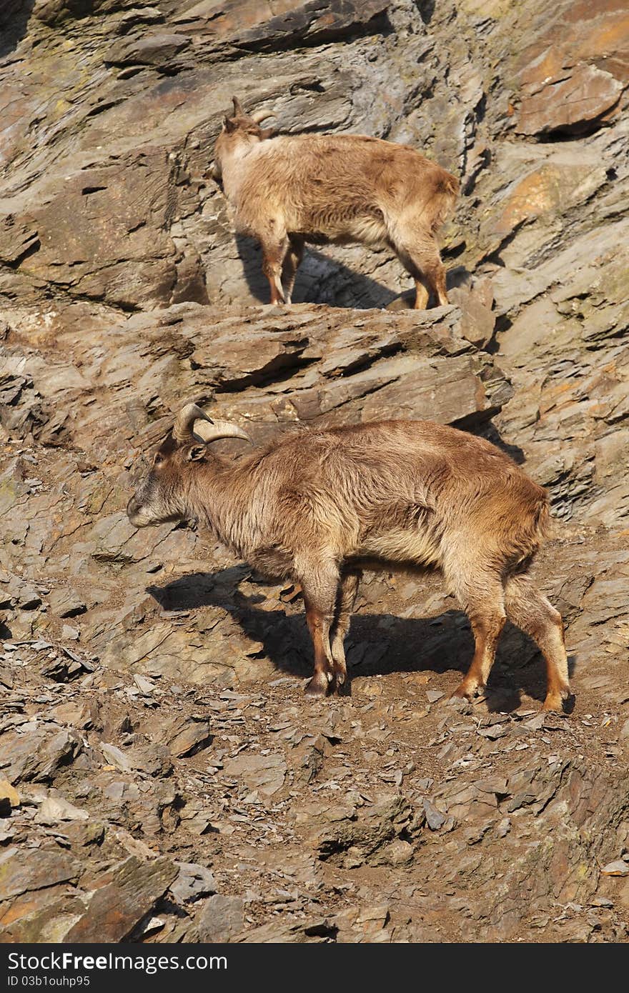 The couple of himalayan tahrs on the rocky slope.