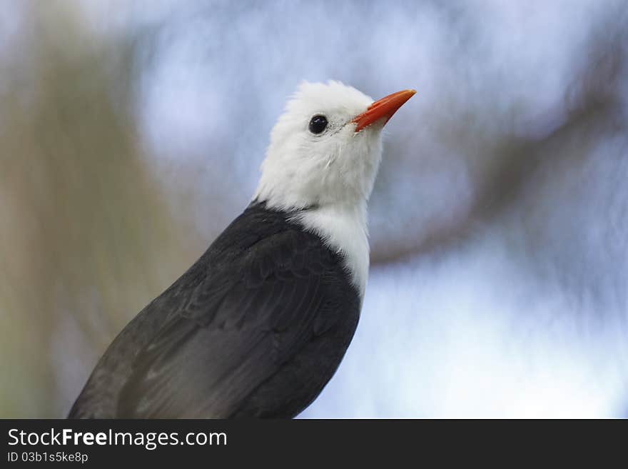 The gazing white-headed bulbul.