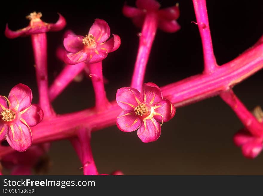 Small pink flowers