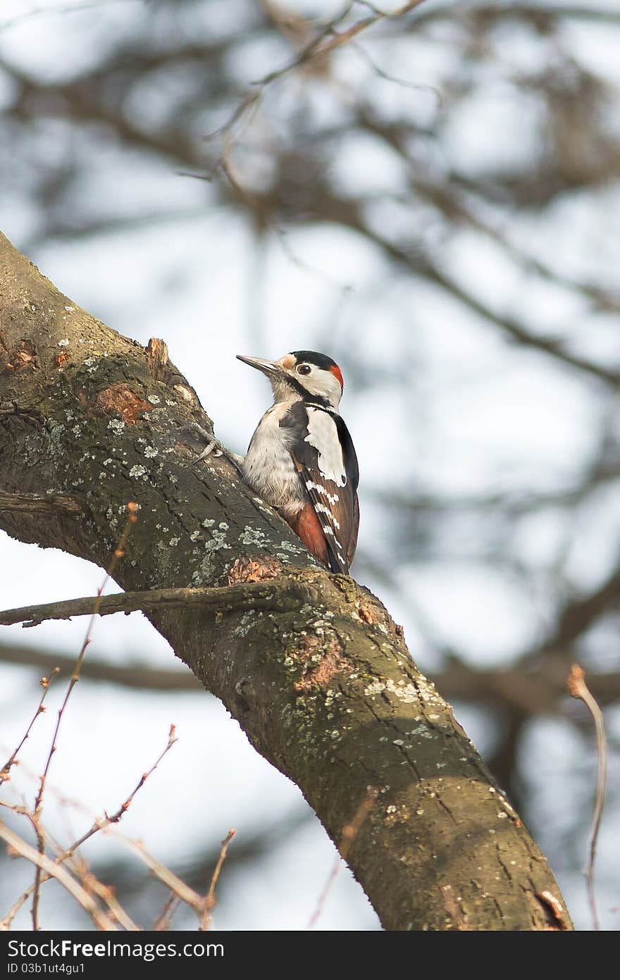 Syrian Woodpecker on the branch / Dendrocopos syri